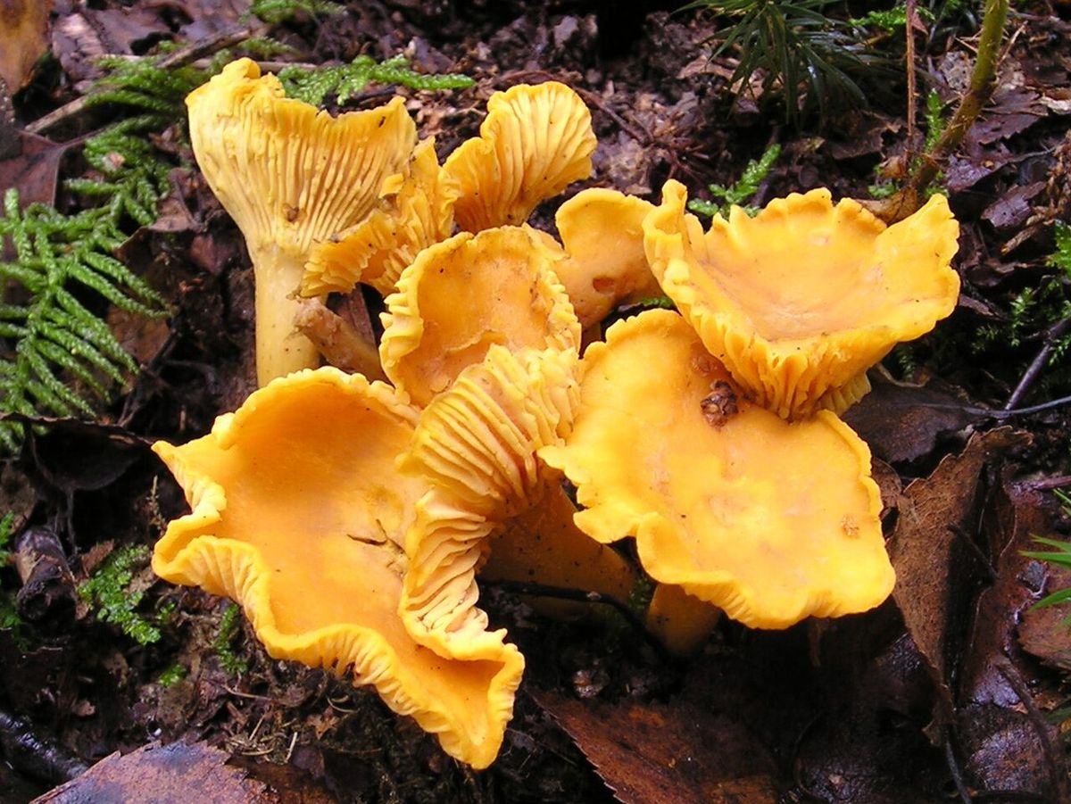 Kantarell