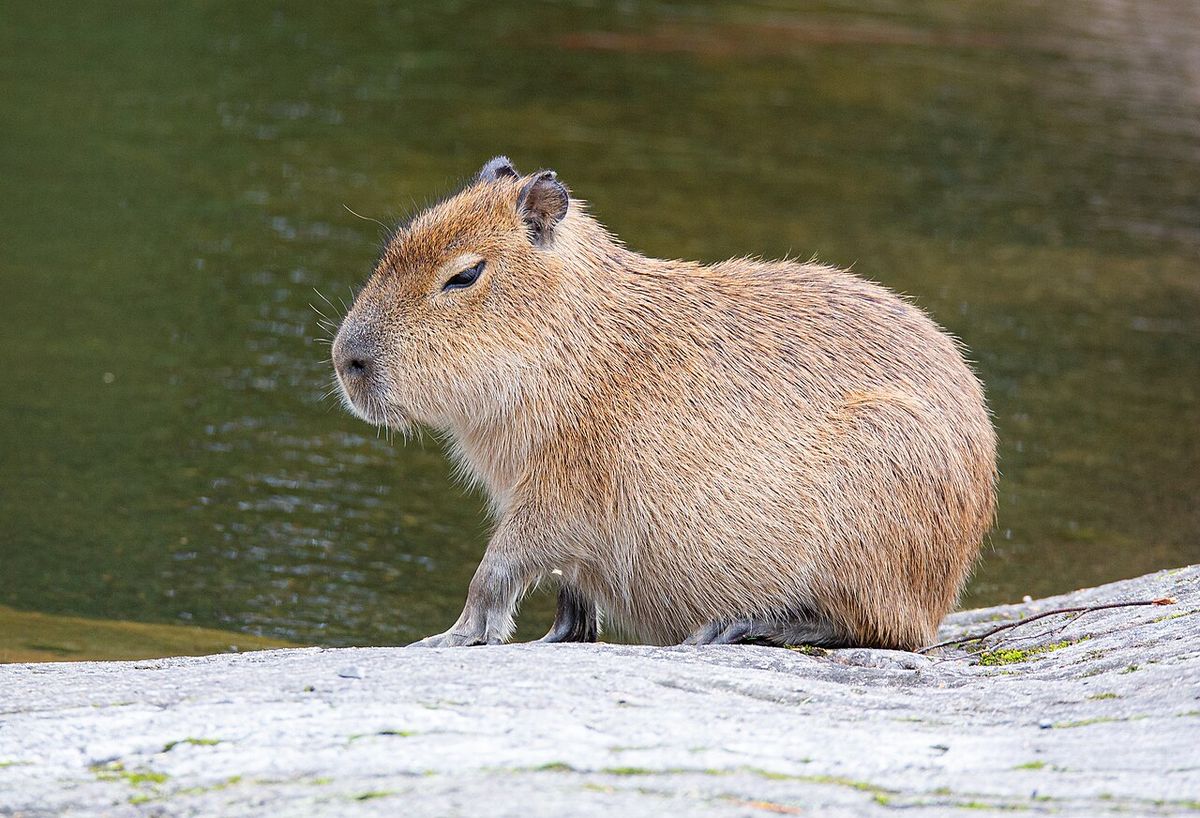 Kapybara
