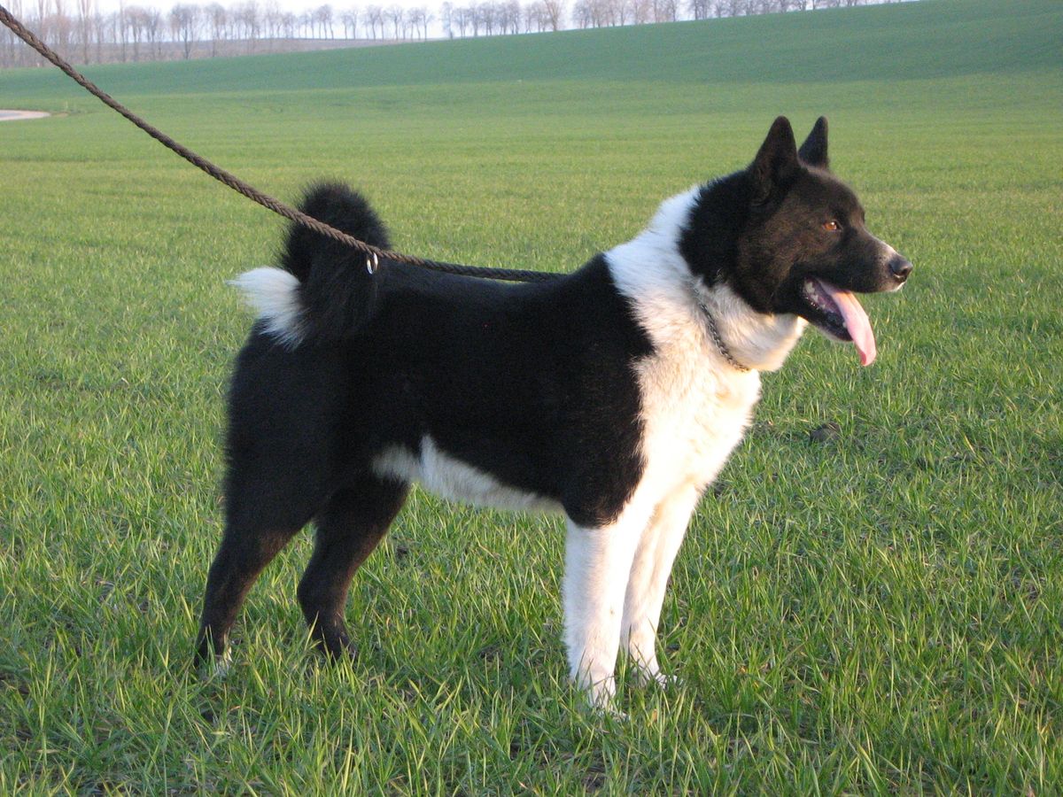 Karelsk björnhund
