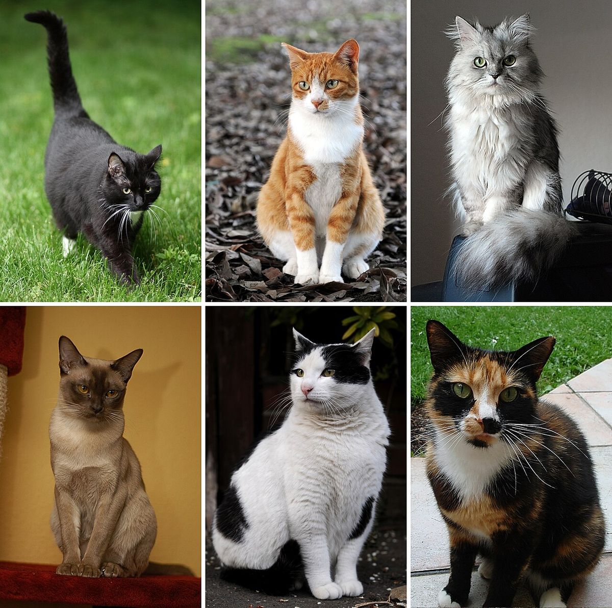 Katt