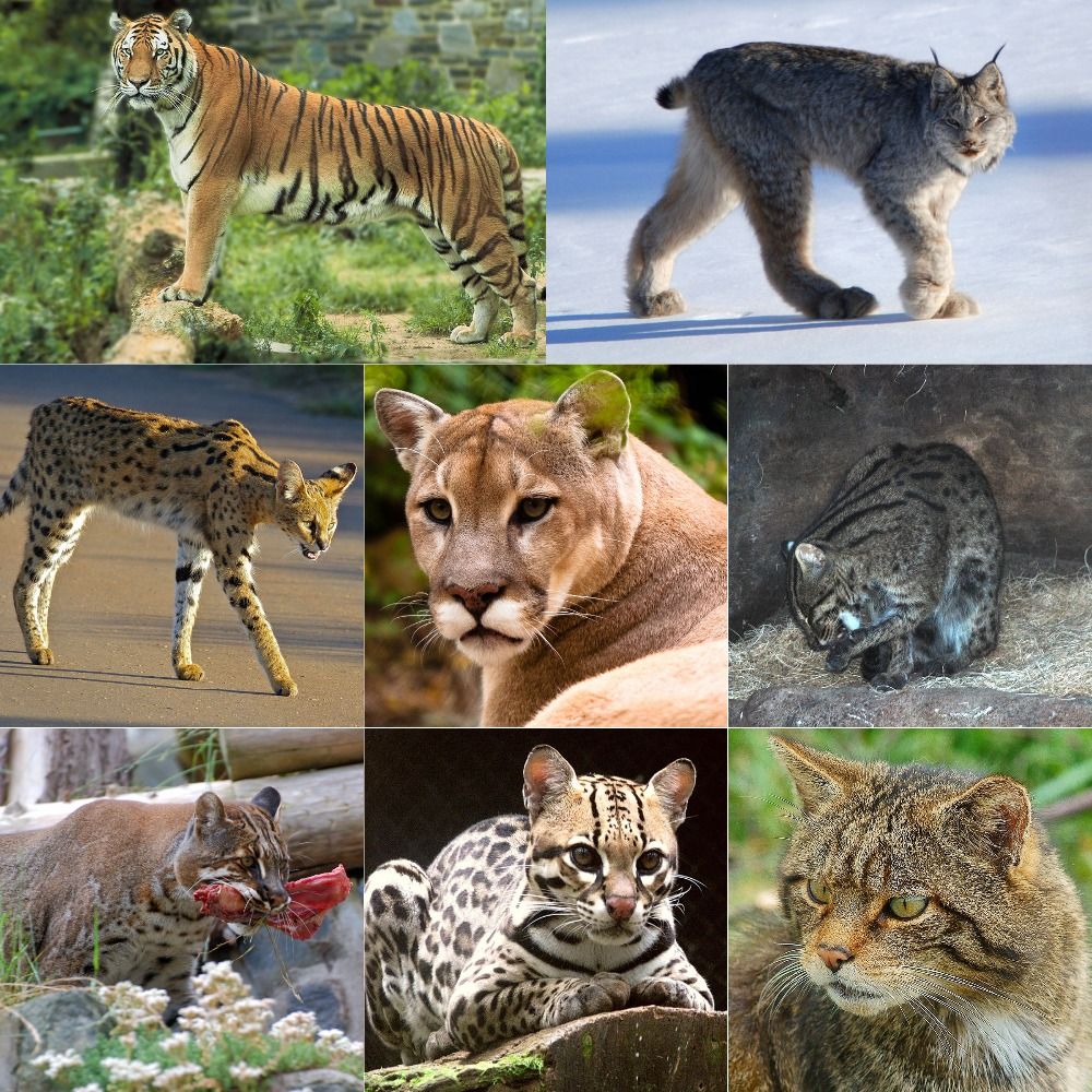 Kattdjur