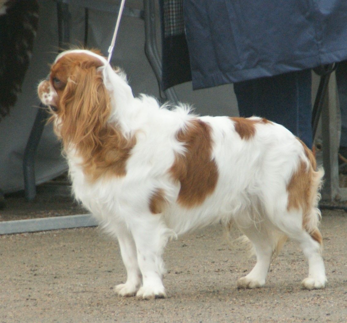 King charles spaniel