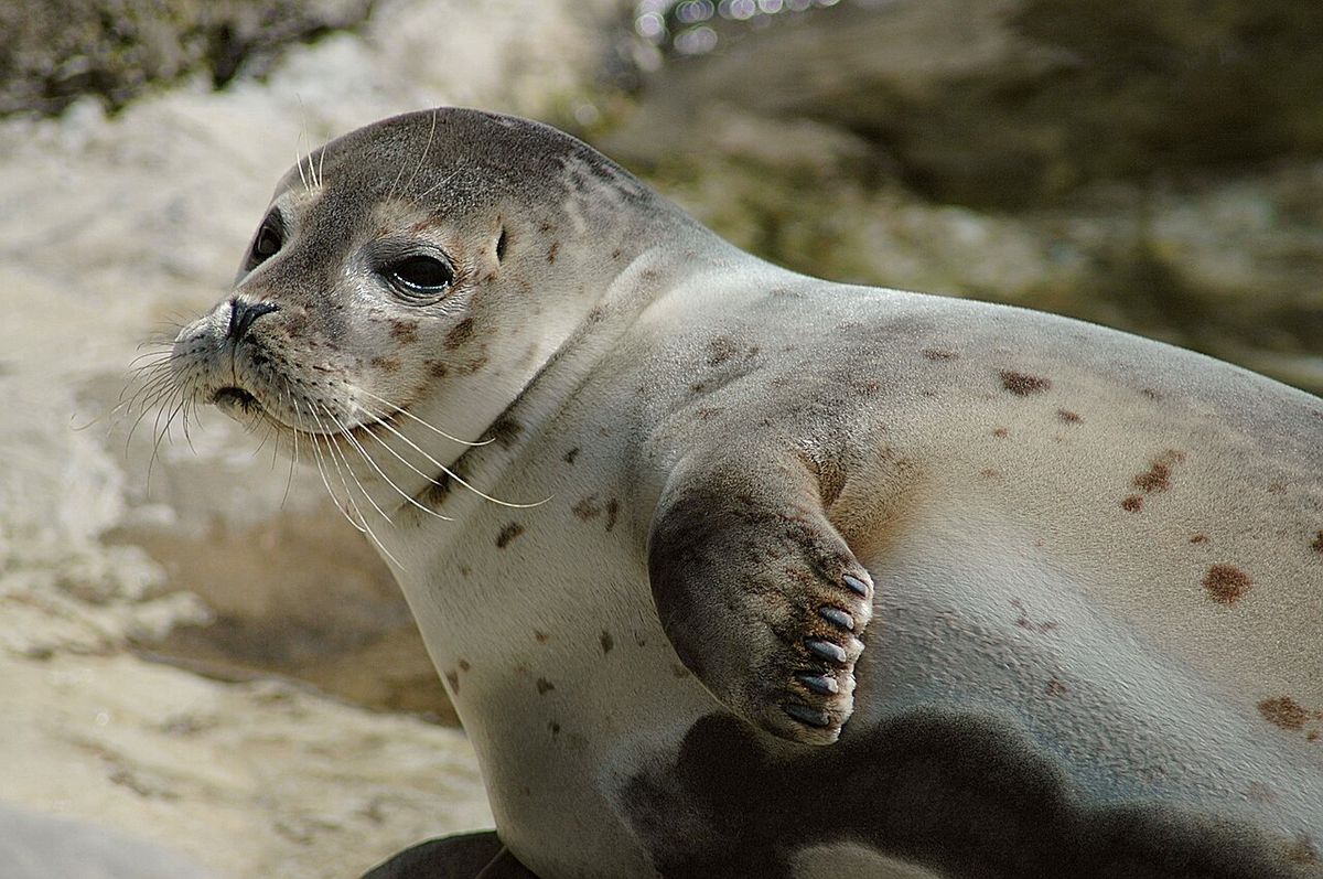 Knubbsäl
