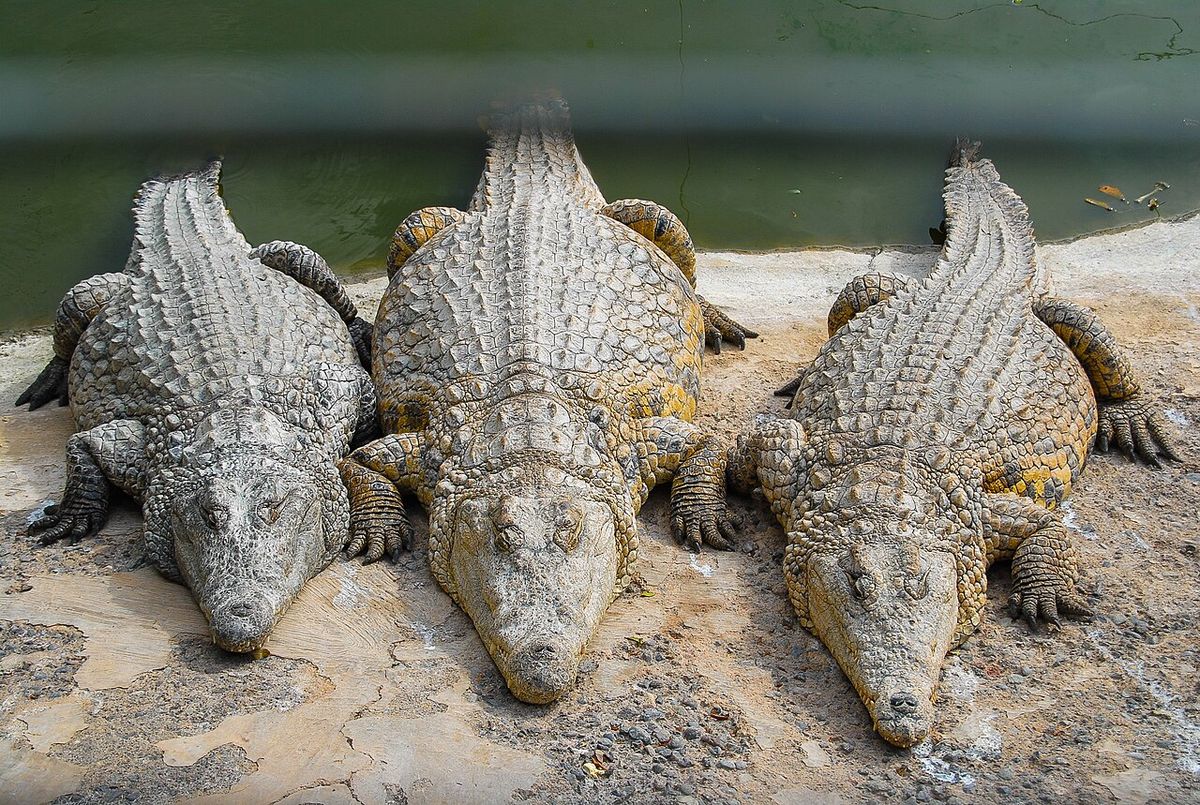 Krokodiler