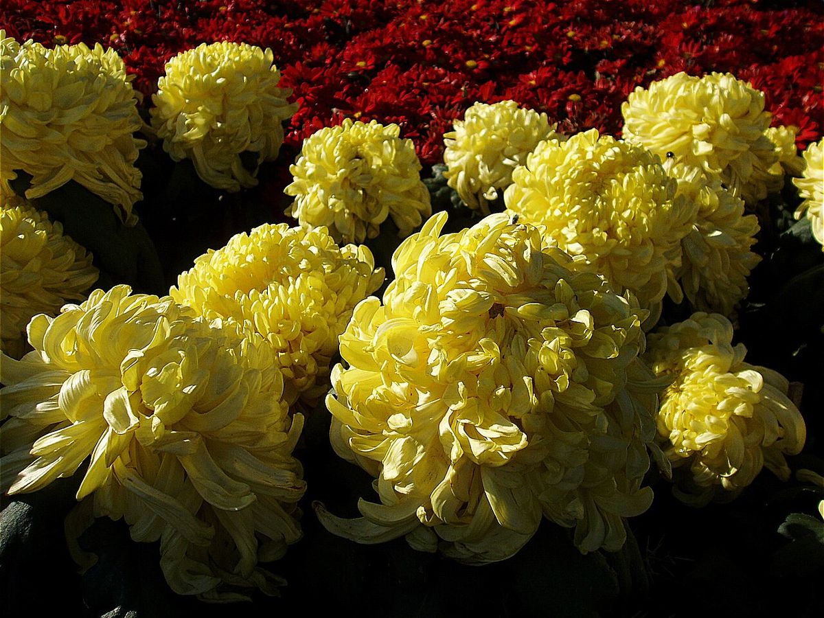 Krysantemum