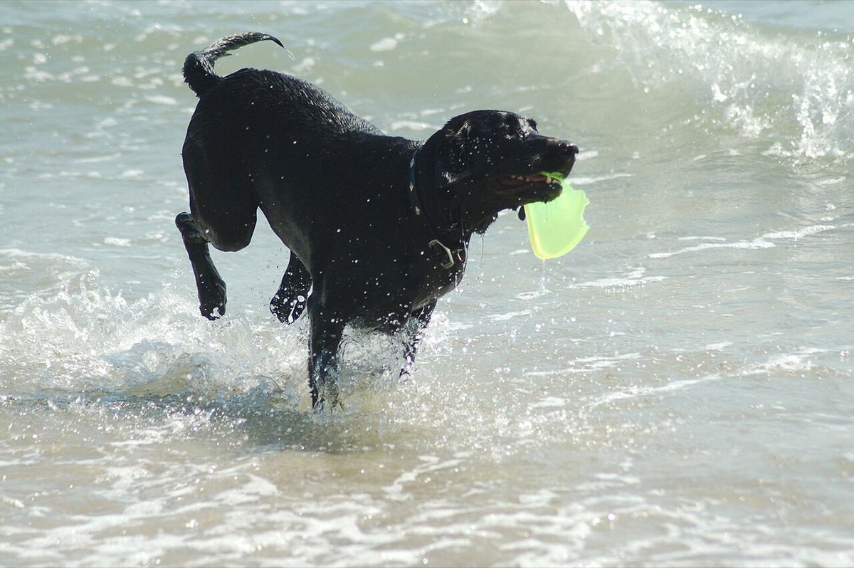 Labrador retriever