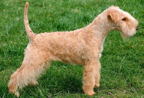 Lakelandterrier