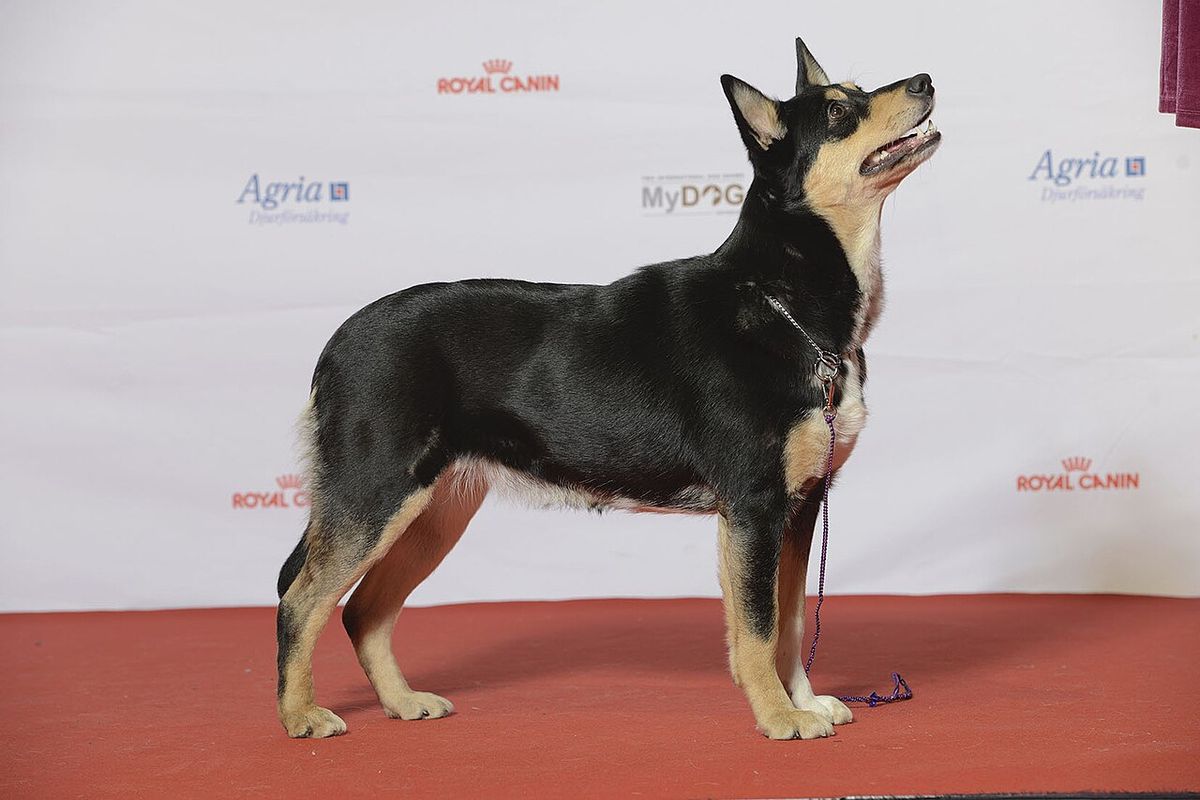 Lapsk vallhund