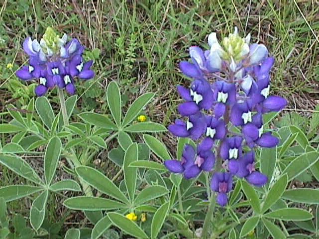 Lupinsläktet