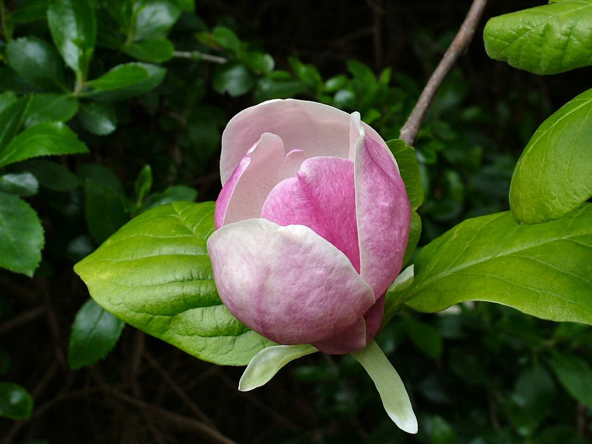 Magnoliasläktet