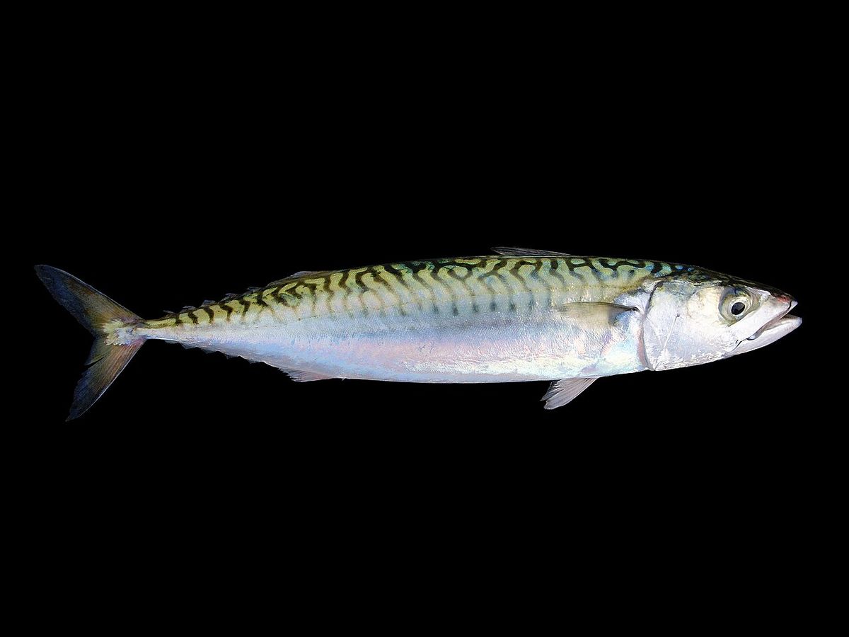 Makrill