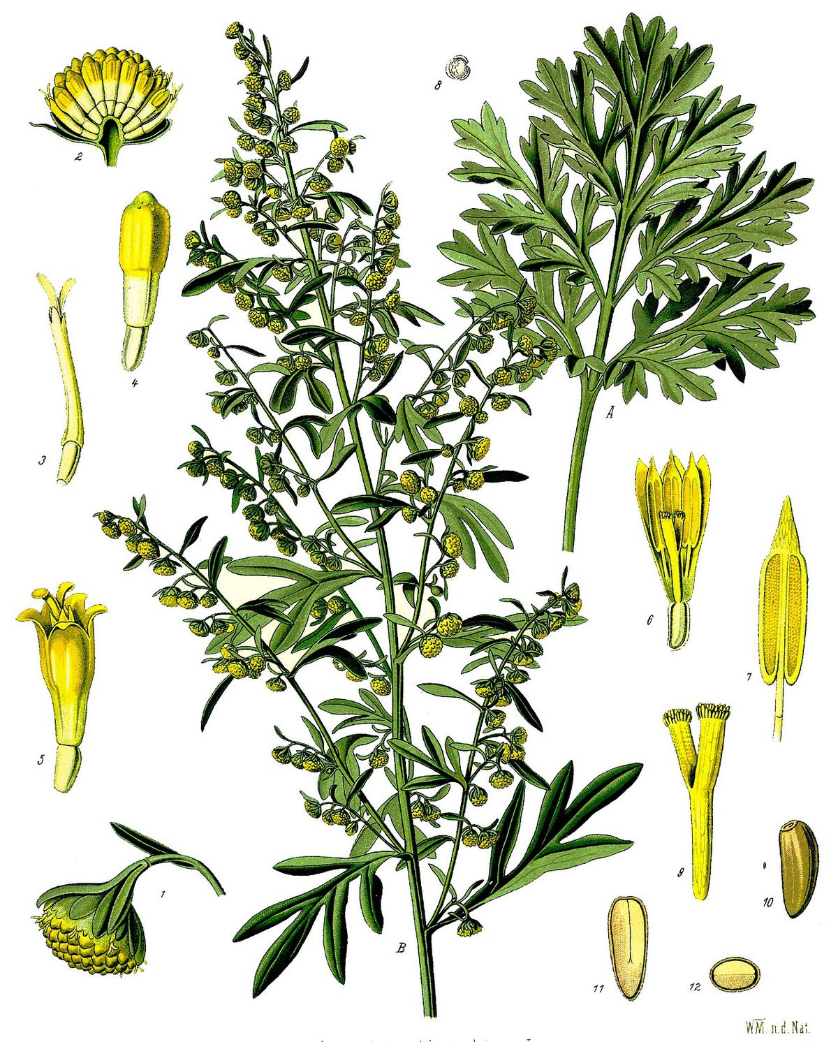 Malört