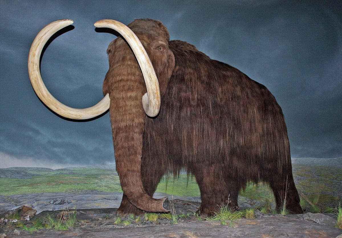 Mammutar