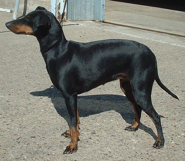 Manchesterterrier