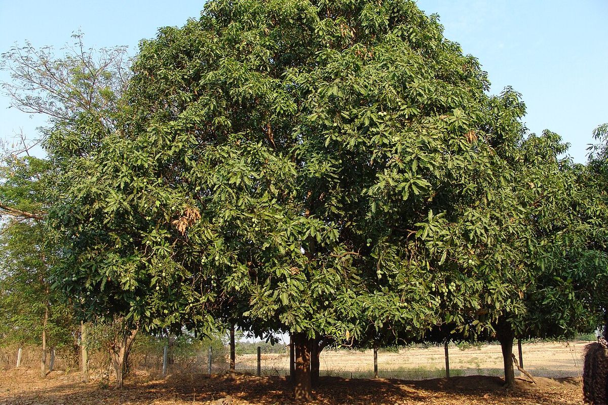 Mango