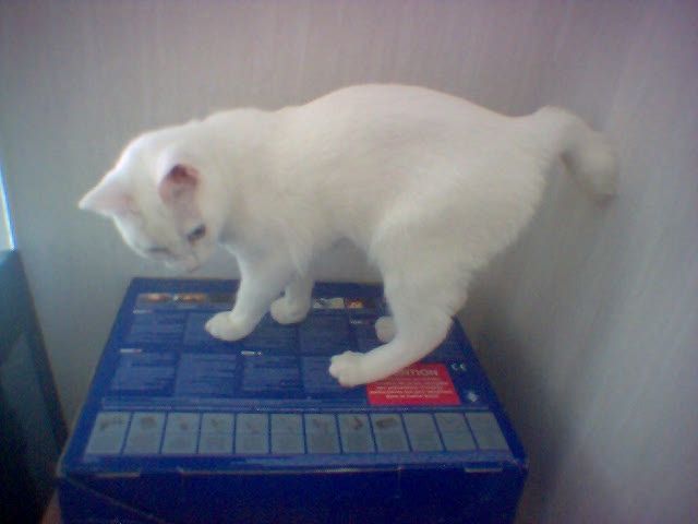 Manx (kattras)