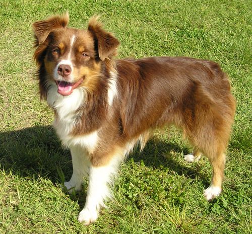 Miniature american shepherd