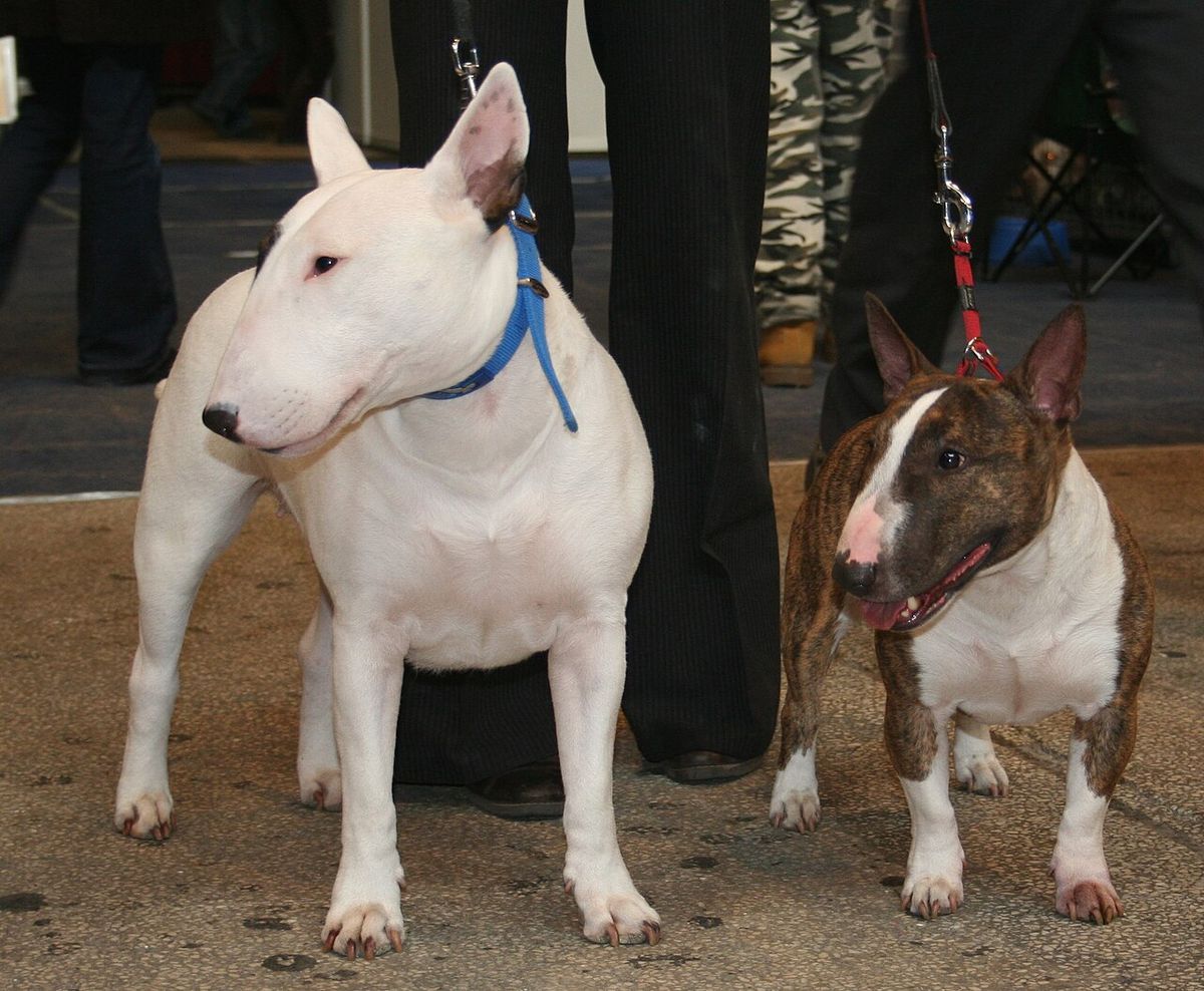 Miniatyrbullterrier