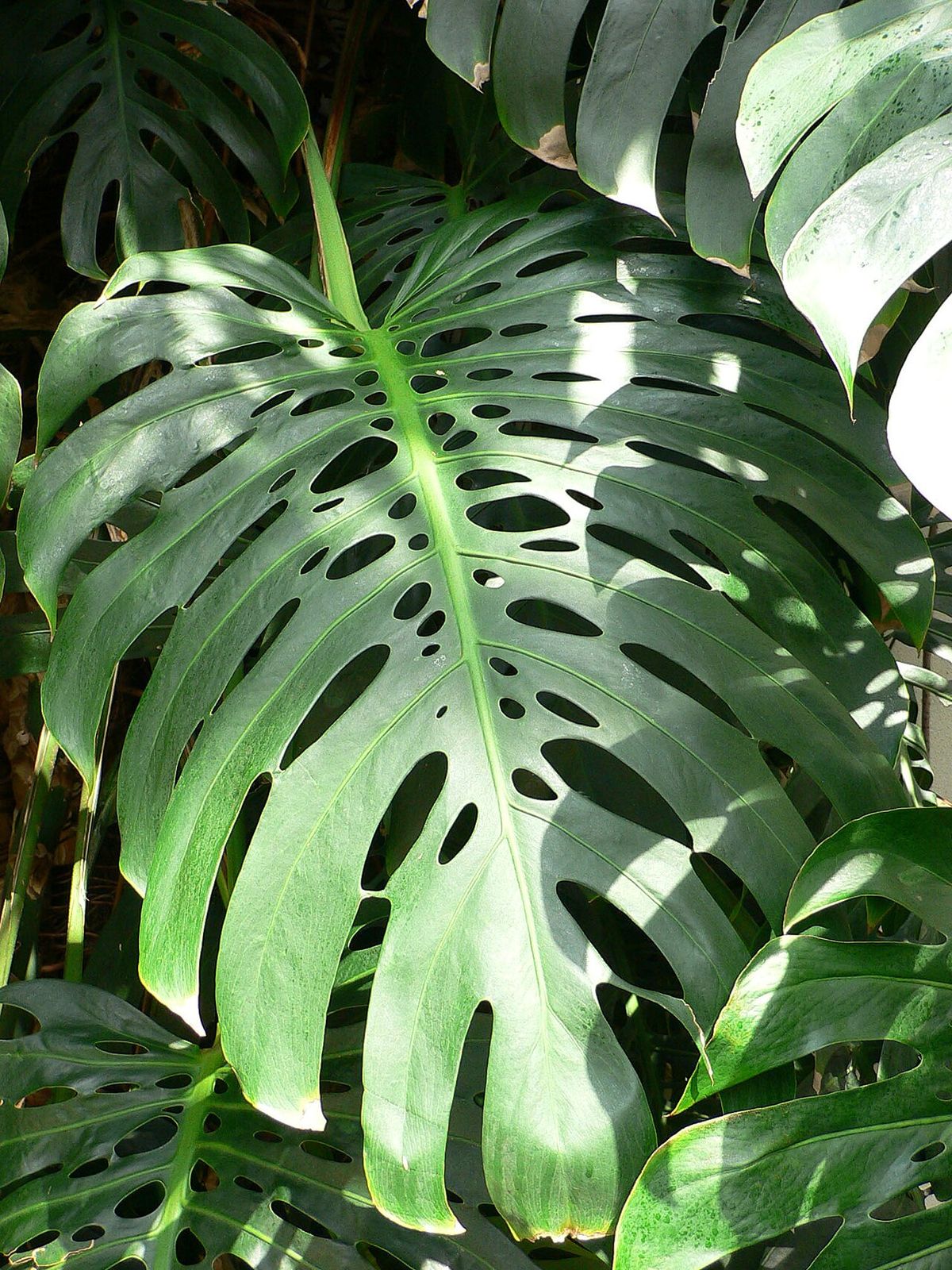 Monstera