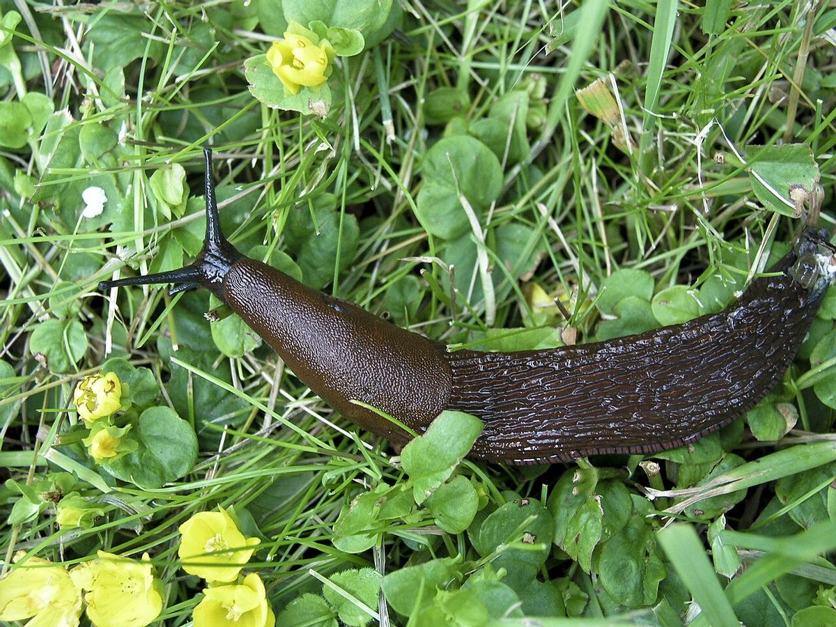 Mördarsnigel