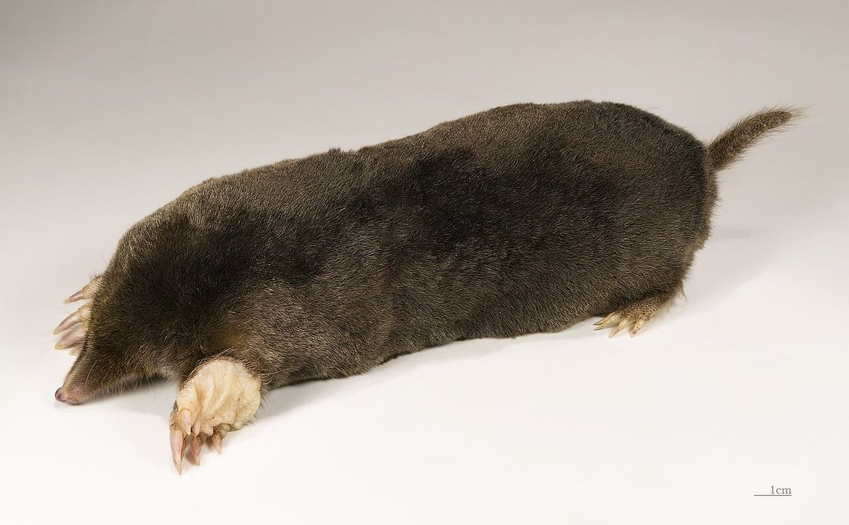 Mullvad