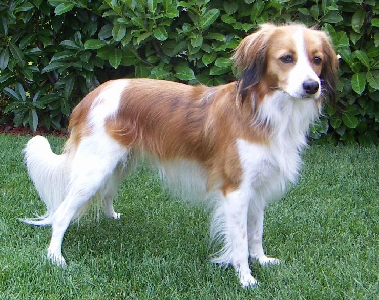 Nederlandse kooikerhondje