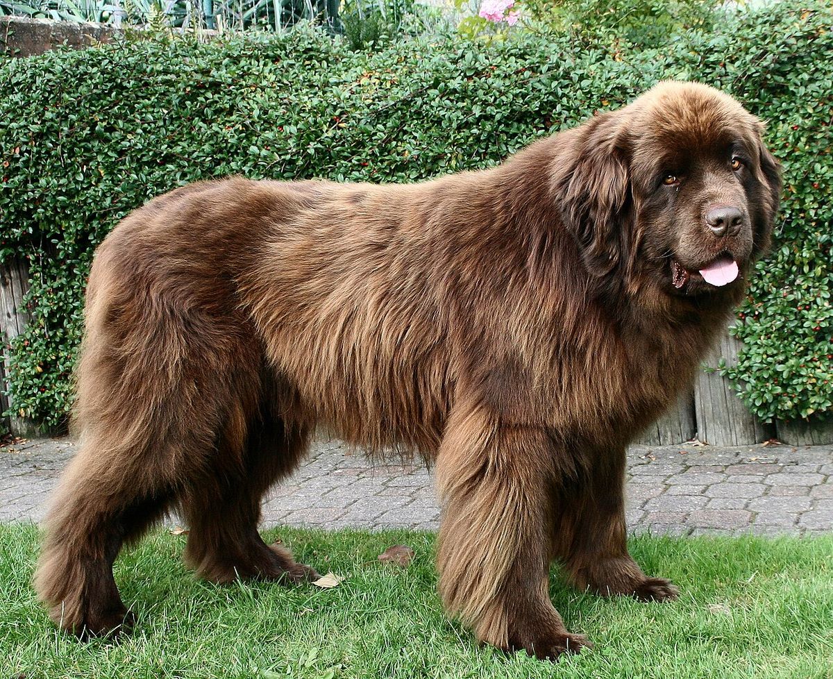 Newfoundlandshund