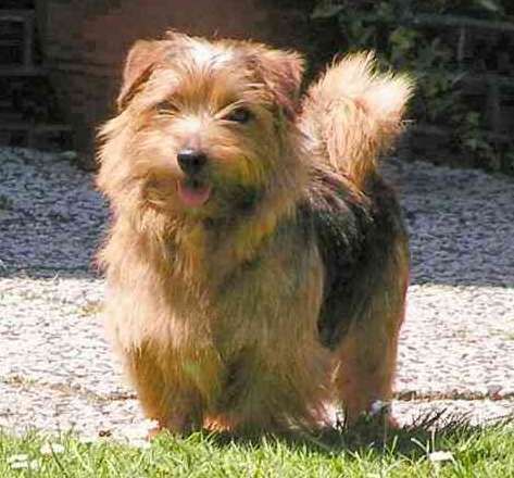 Norfolkterrier