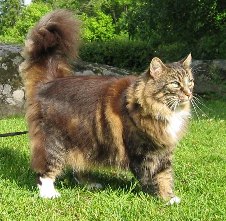 Norsk skogkatt