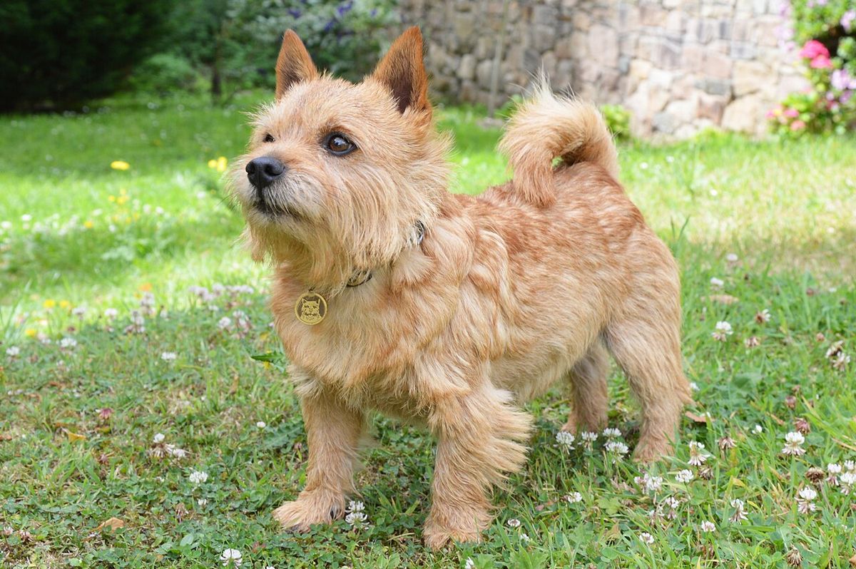 Norwichterrier