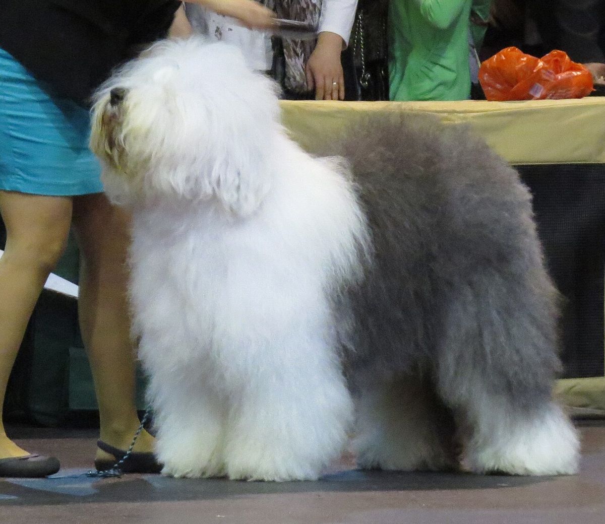 Old english sheepdog