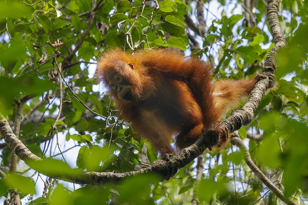 Orangutanger