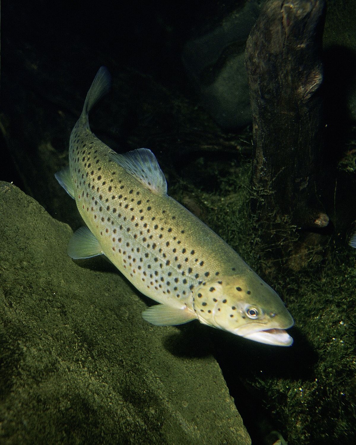Öring