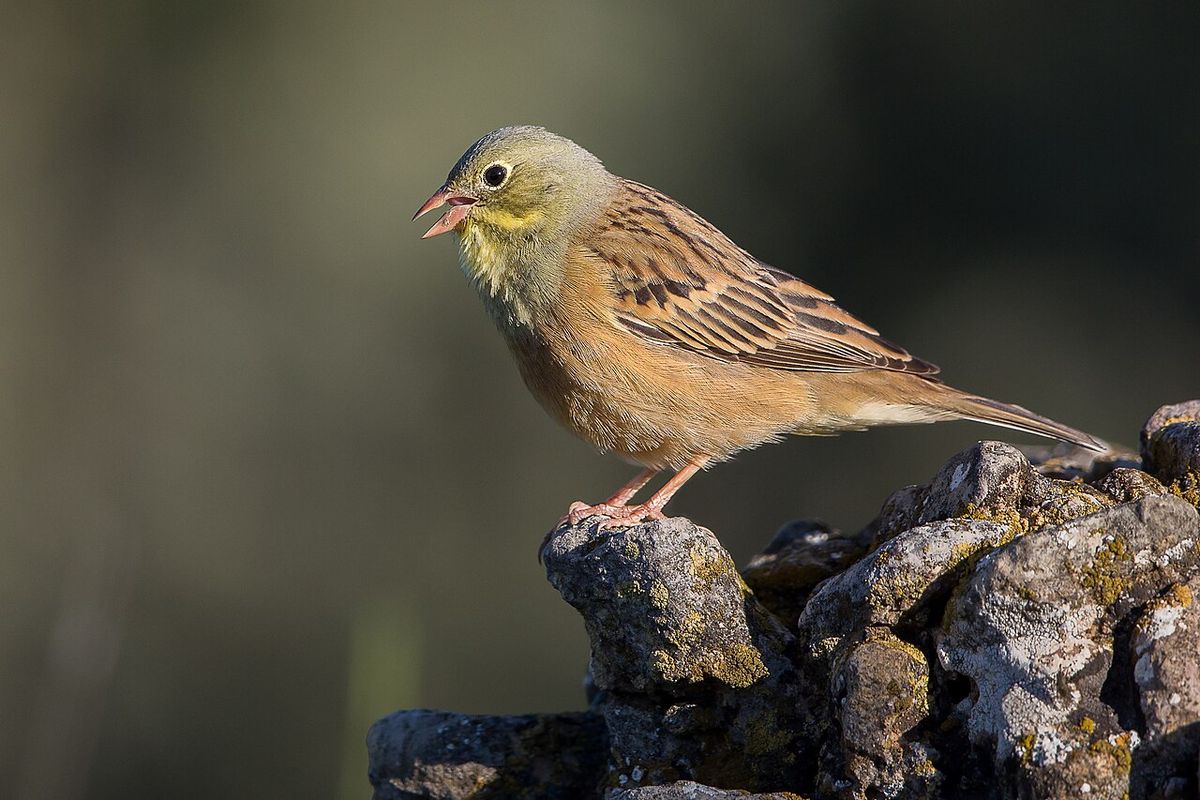 Ortolansparv
