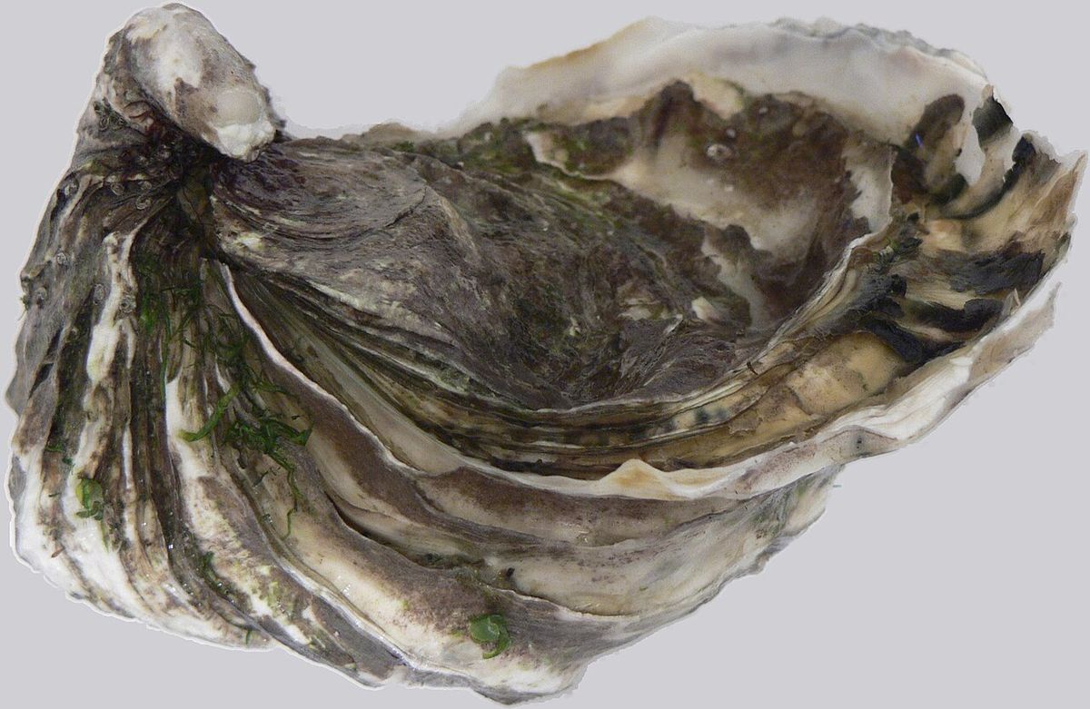 Ostron