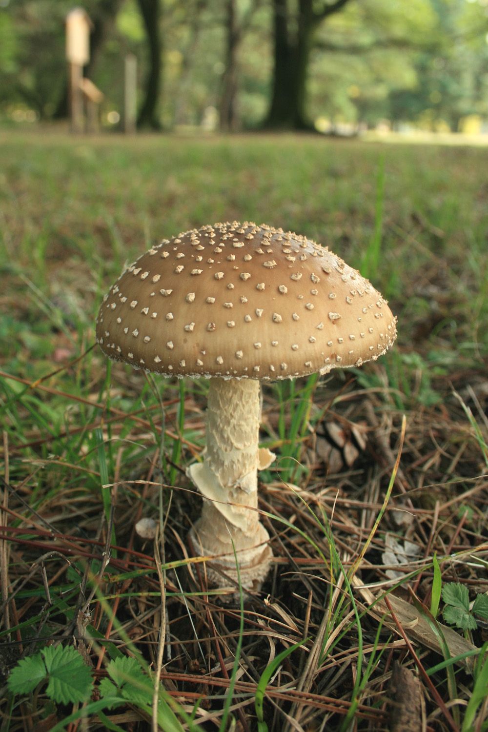 Panterflugsvamp
