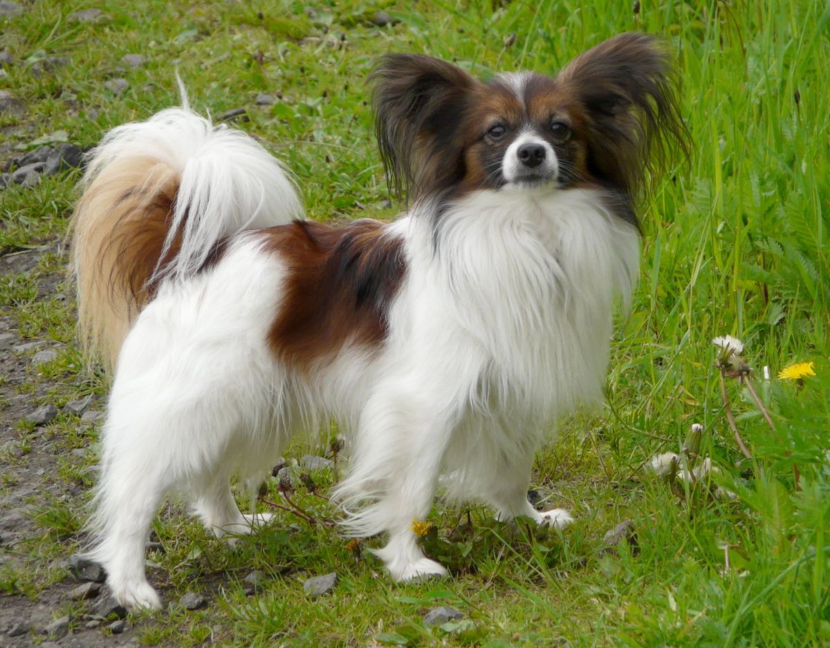 Papillon (hundras)