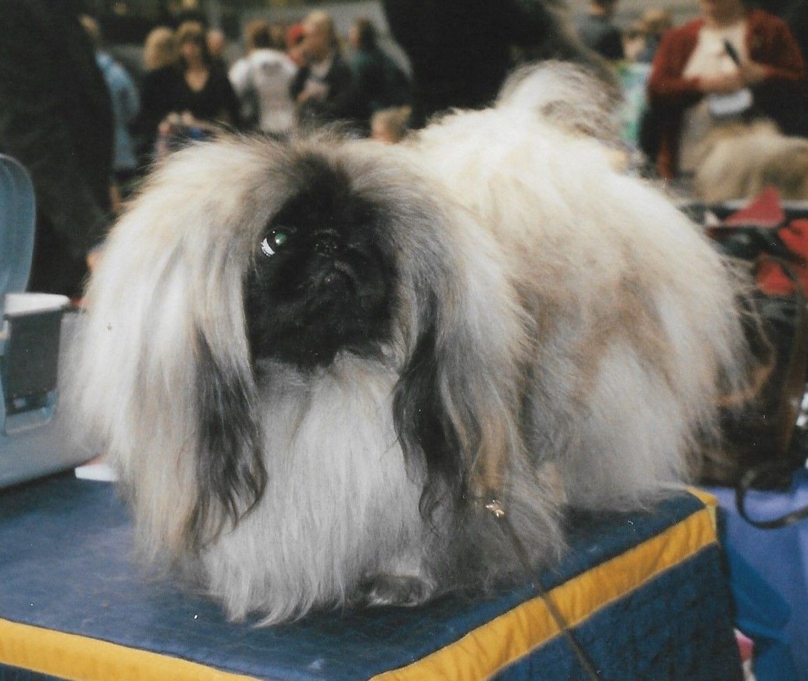 Pekingese
