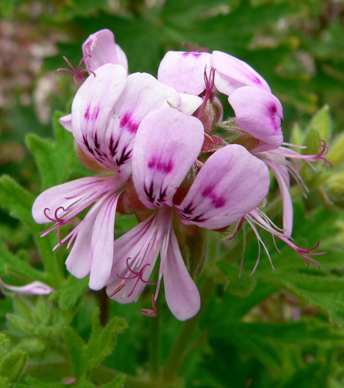 Pelargonsläktet