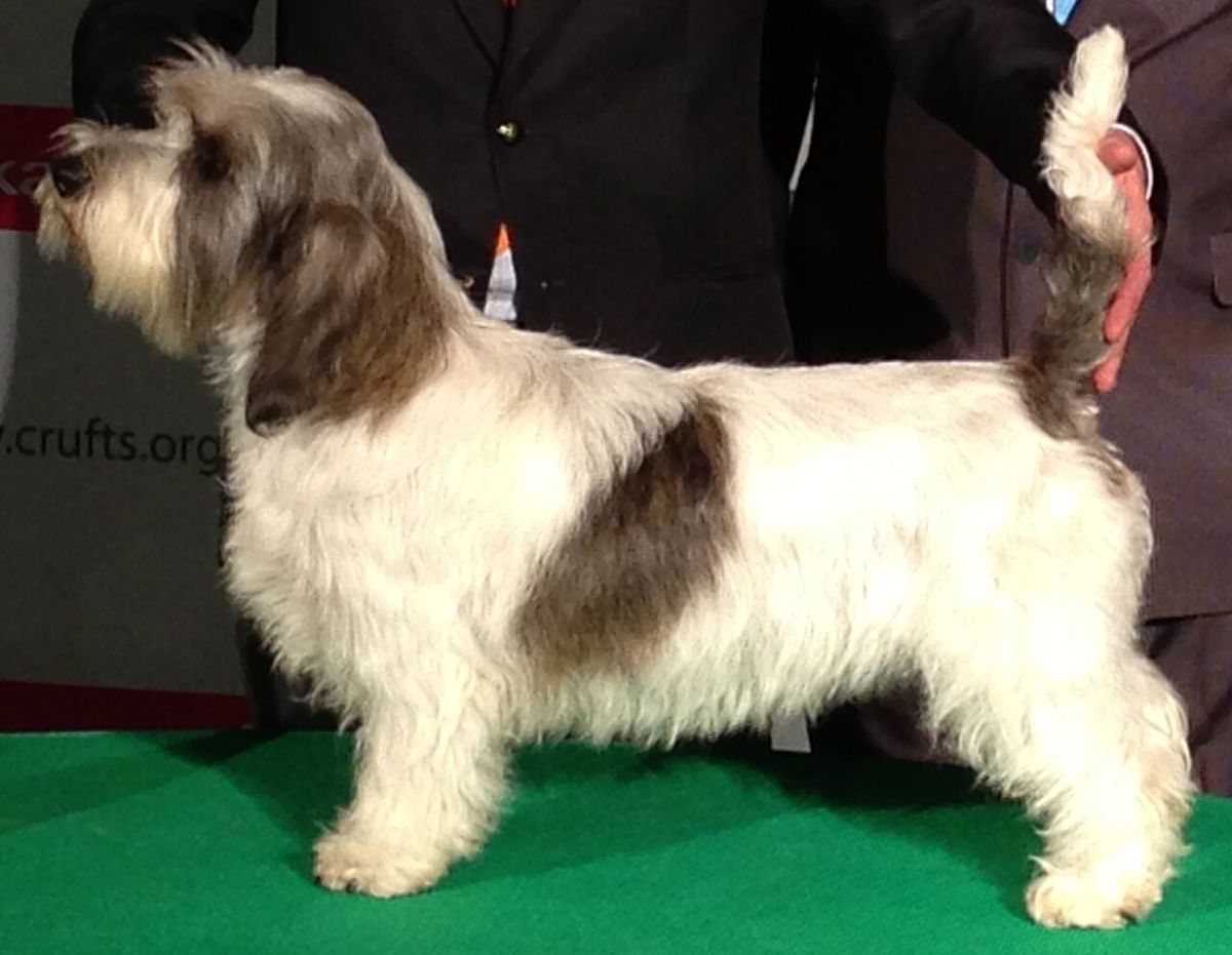 Petit basset griffon vendéen