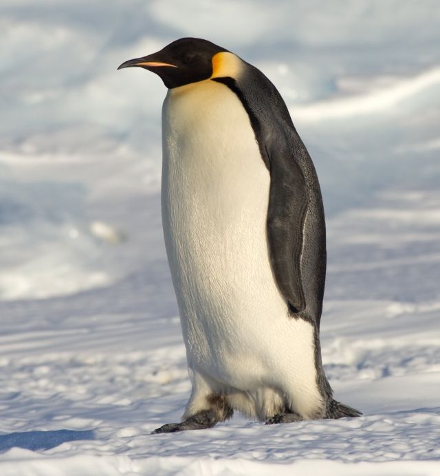 Pingviner