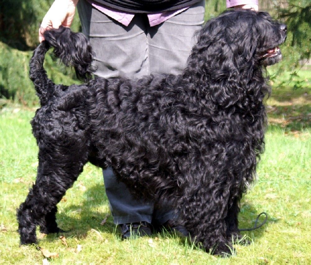 Portugisisk vattenhund