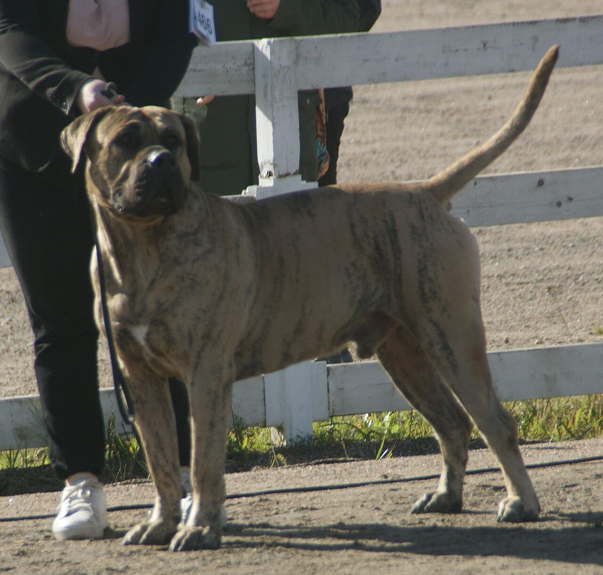 Presa canario