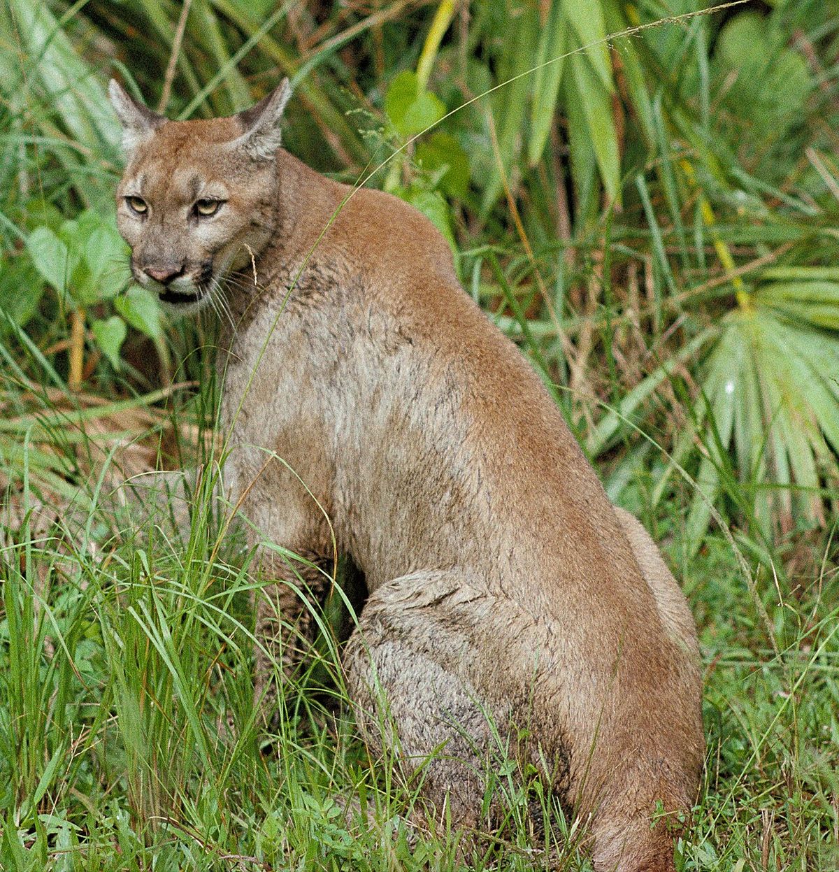 Puma