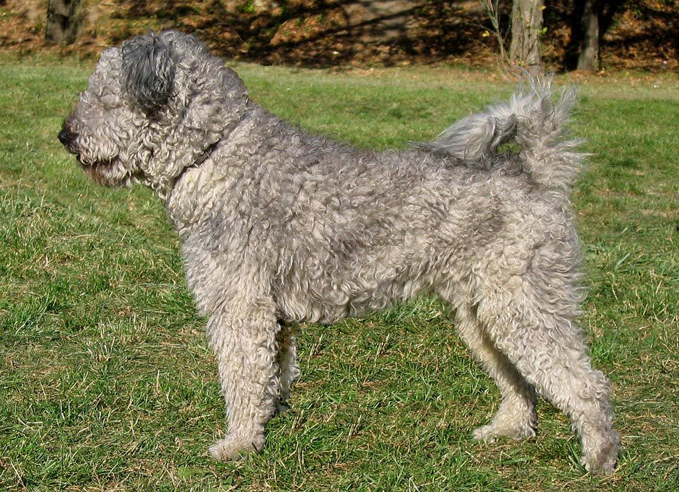Pumi (hund)