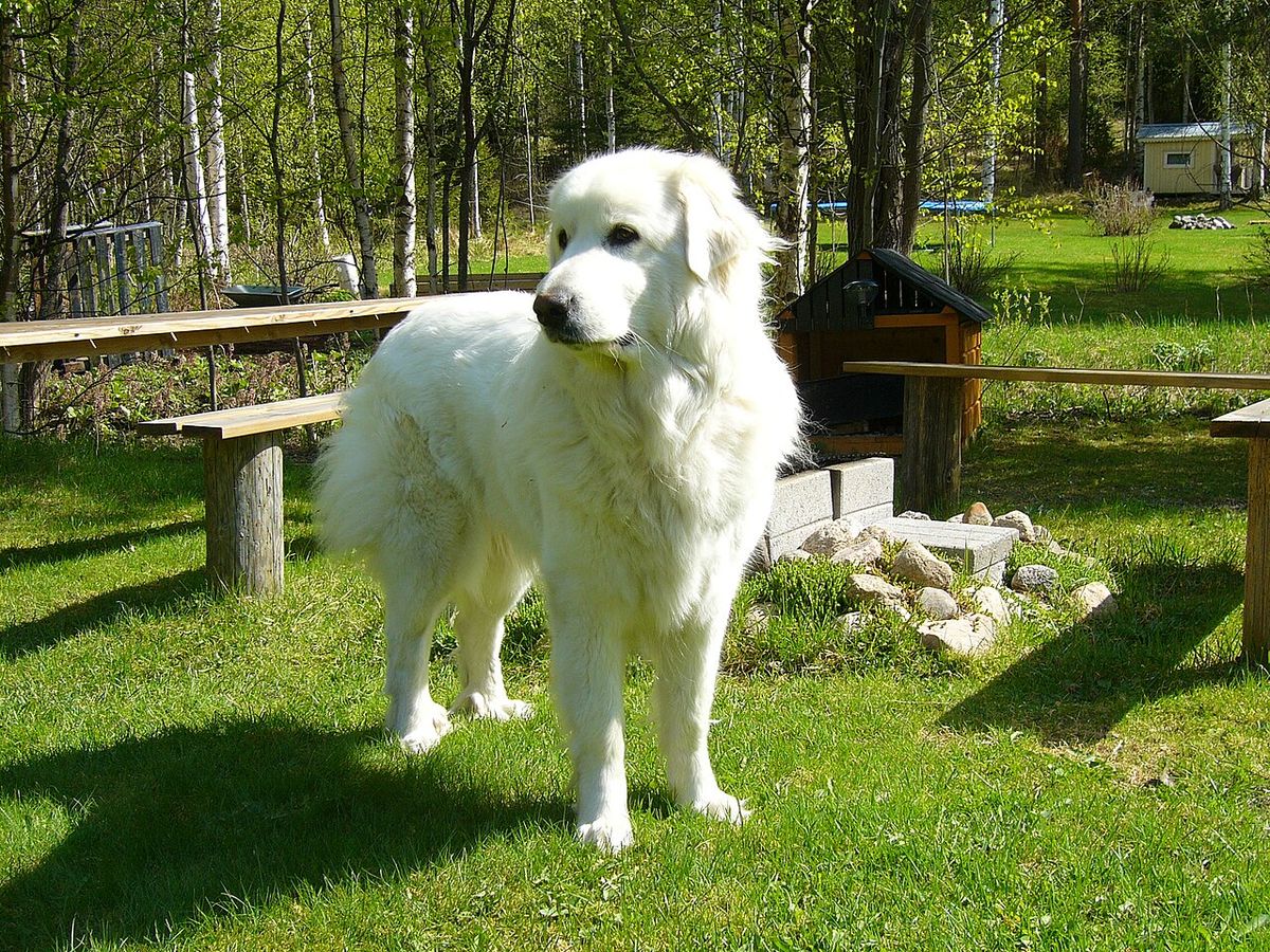 Pyrenéerhund