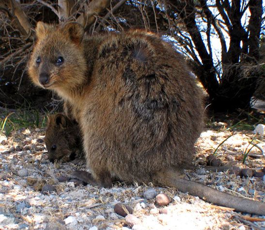 Quokka