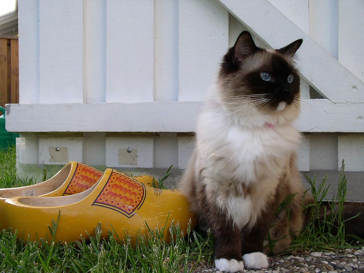 Ragdoll (kattras)