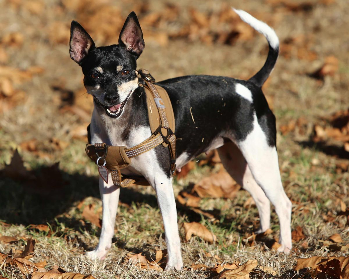 Rat terrier