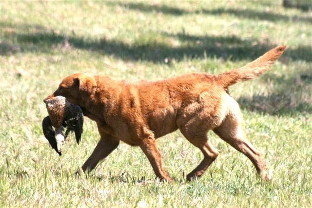 Retriever